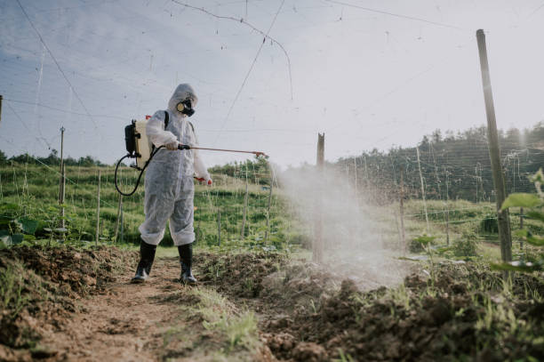 Best Pest Removal Services  in Thatcher, AZ