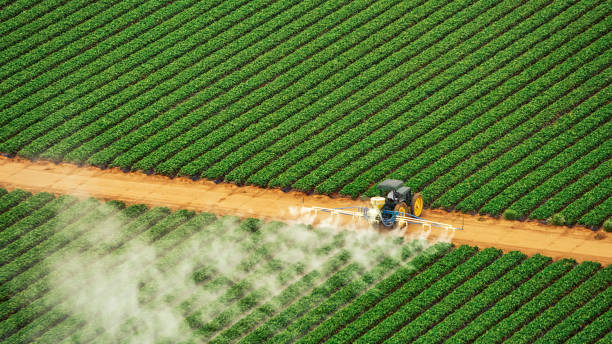 Best Ant Control Services  in Thatcher, AZ
