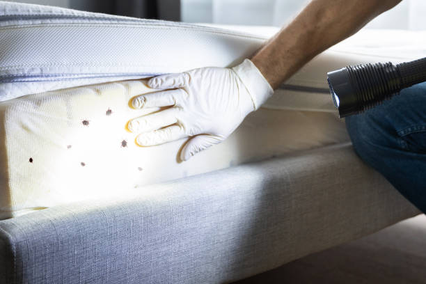 Best Pest Control Near Me  in Thatcher, AZ