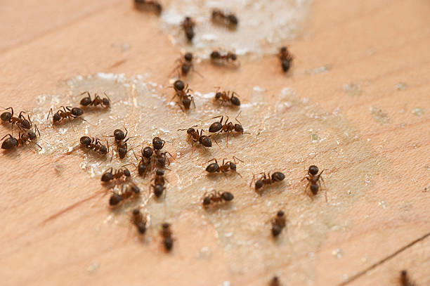 Best Insect Control  in Thatcher, AZ