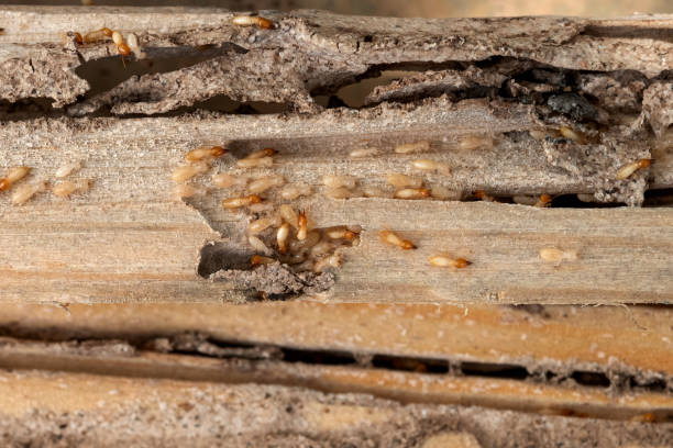 Best Best Pest Control Companies  in Thatcher, AZ