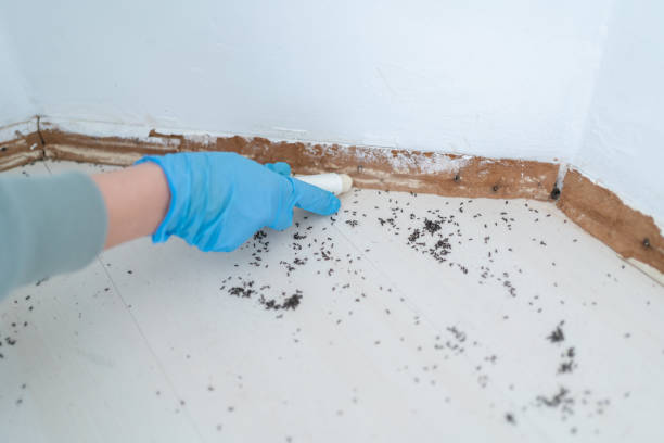 Best Best Pest Control Companies  in Thatcher, AZ